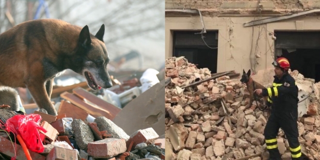 Otrovan pas koji je u ruševinama spasio mnoge Alis-660x330