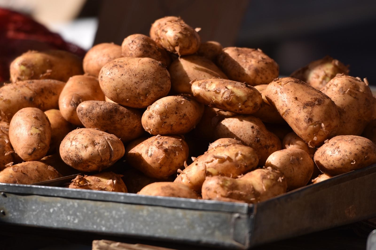 Ličkog krumpira sve manje, cijena mu raste: ‘Urod se prepolovio, zato je poskupio’