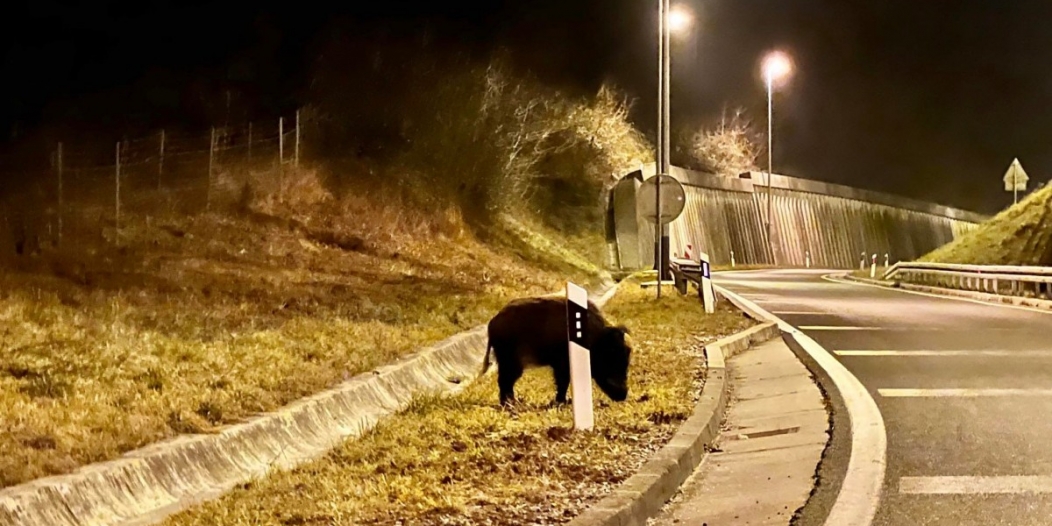 divlje svinje zaobilaznica vežica 1