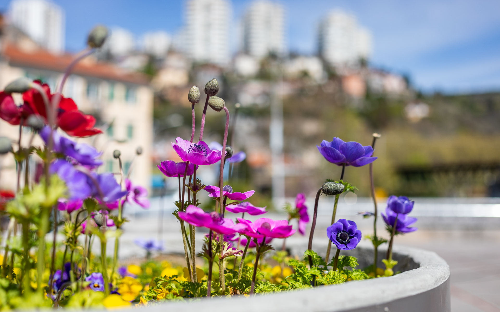 Ilustrativna cvijeće Kont-8 Ilustrativna cvijeće Kont-8