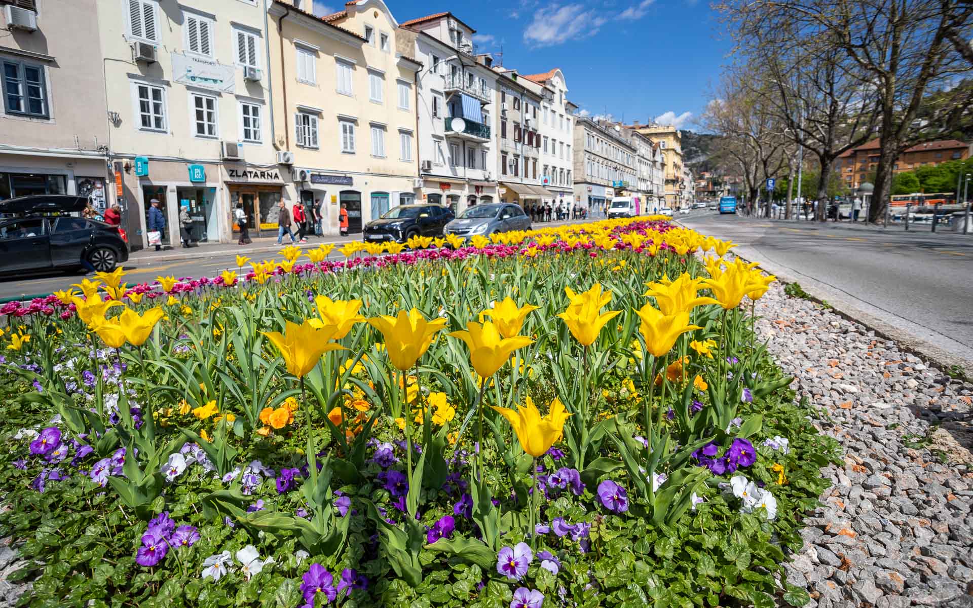 Ilustrativna cvijeće Rijeka-2 Ilustrativna cvijeće Rijeka-2