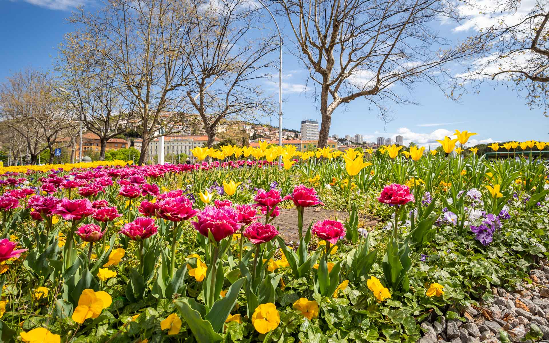 Ilustrativna cvijeće Rijeka-3 Ilustrativna cvijeće Rijeka-3