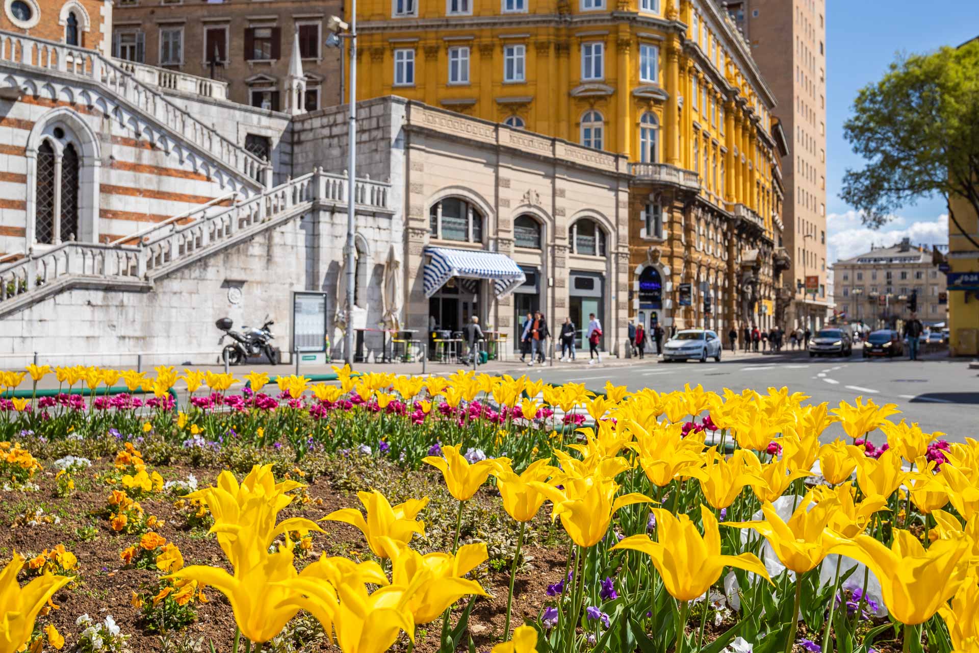 Ilustrativna cvijeće Žabica-2 Ilustrativna cvijeće Žabica-2