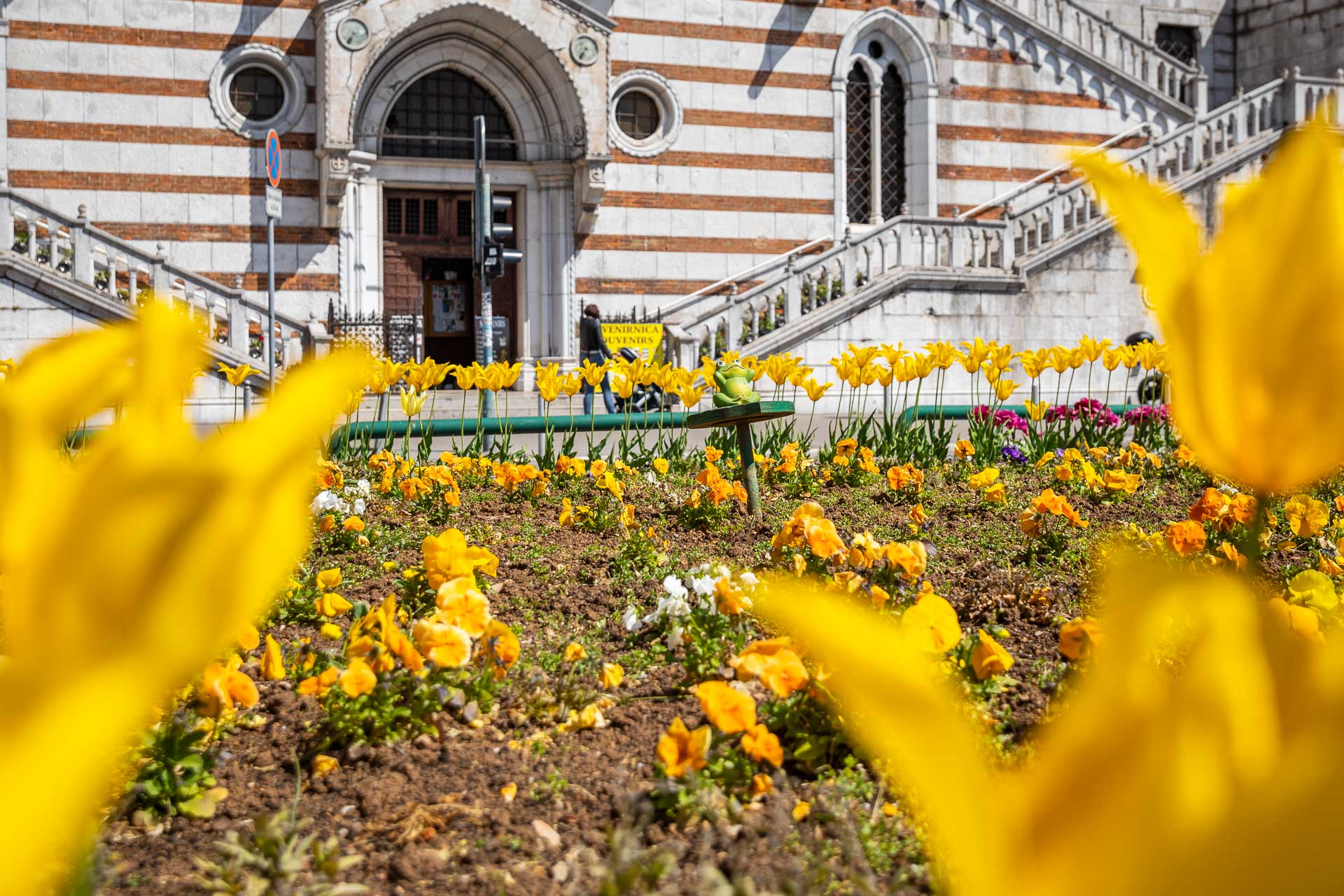 Ilustrativna cvijeće Žabica-3 Ilustrativna cvijeće Žabica-3