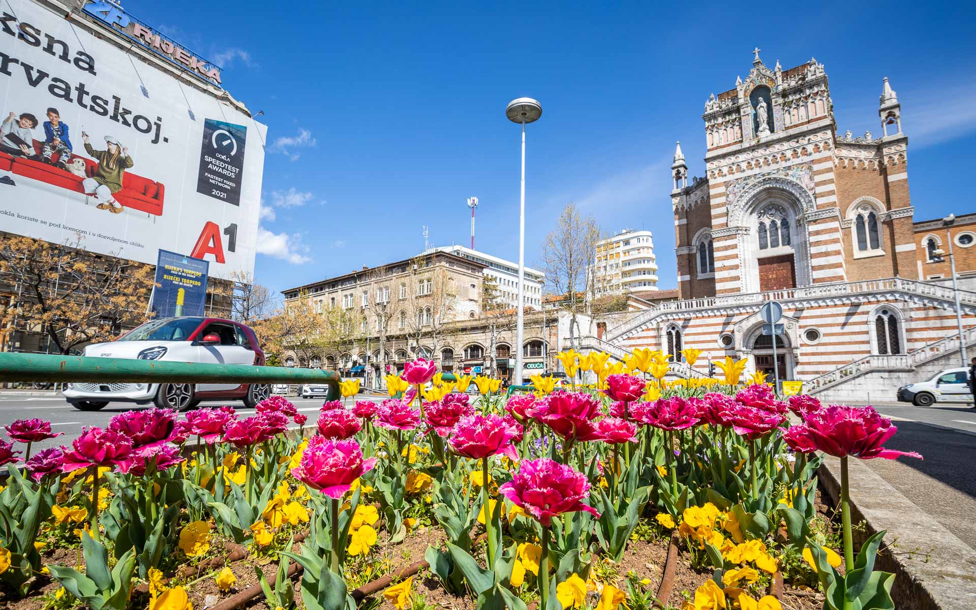 Ilustrativna cvijeće Žabica-5 Ilustrativna cvijeće Žabica-5