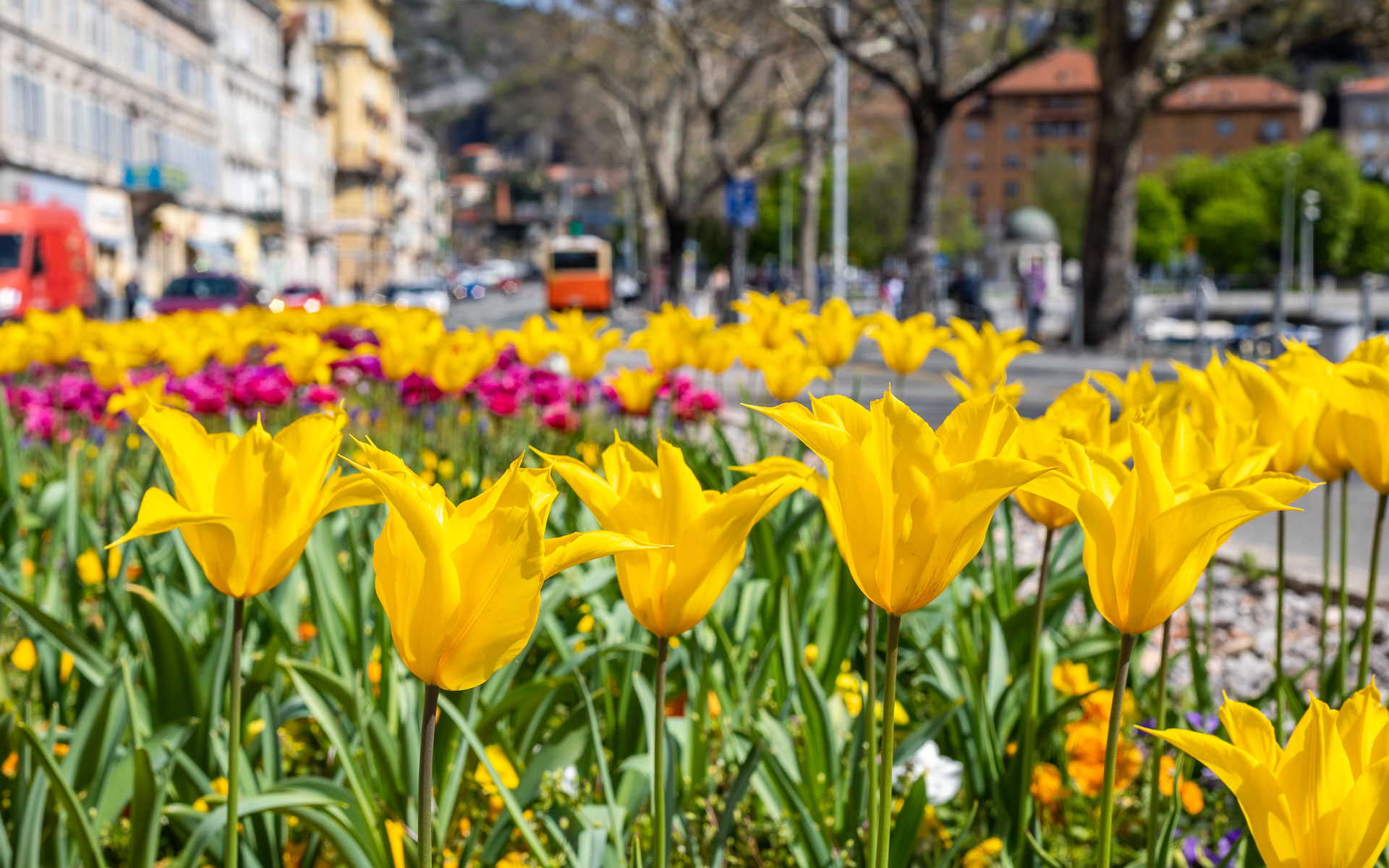 Ilustrativna cvijeće fiumara-7 Ilustrativna cvijeće fiumara-7