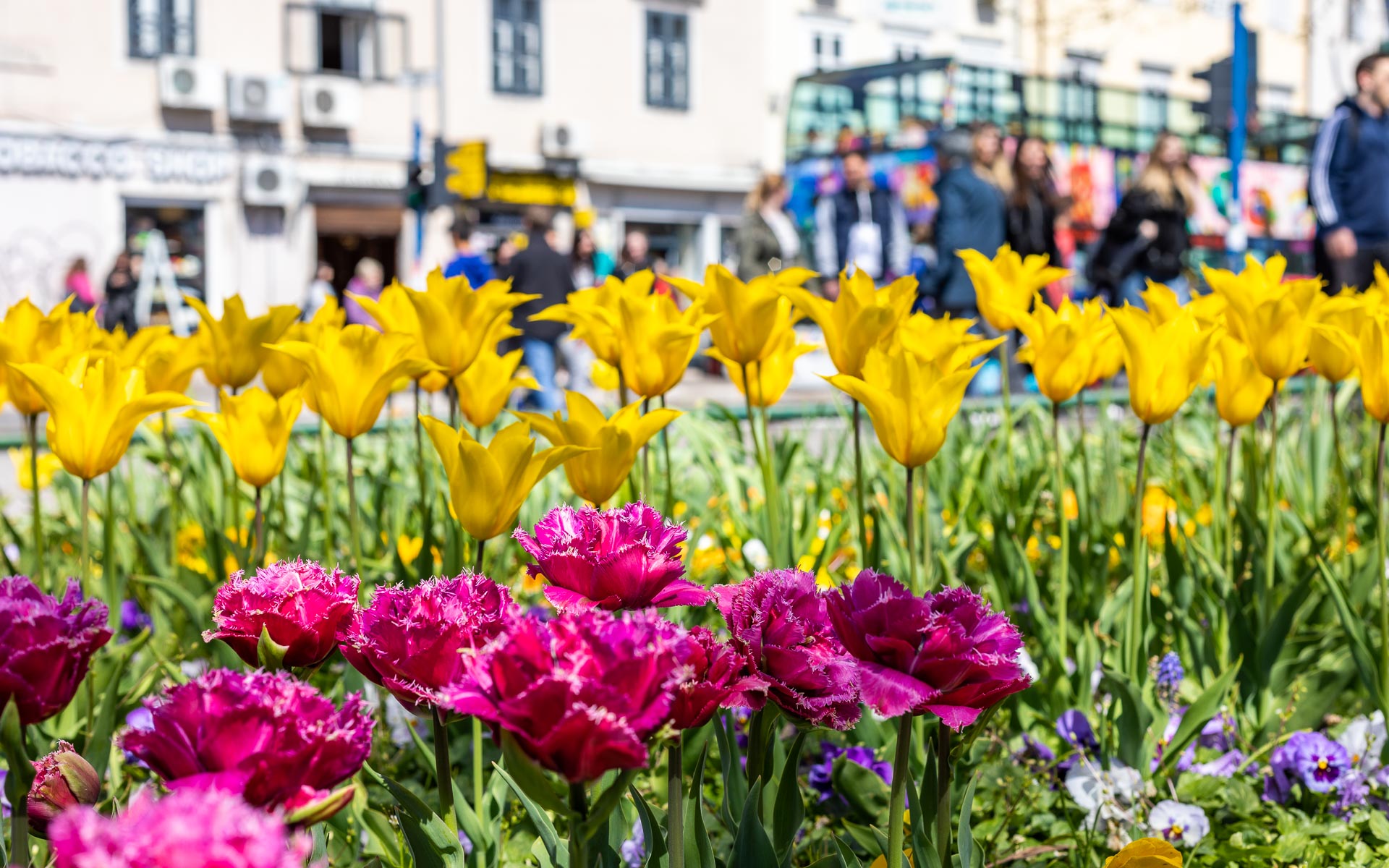 Ilustrativna cvijeće fiumara-8 Ilustrativna cvijeće fiumara-8