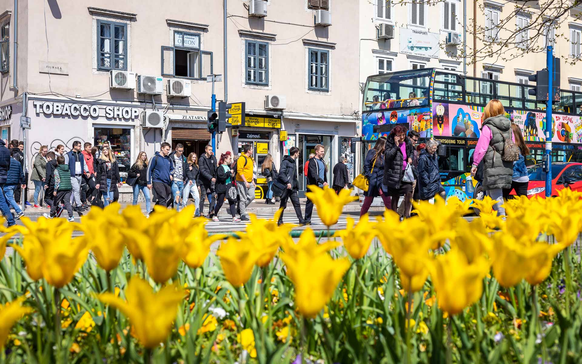 Ilustrativna cvijeće pješaci fiumara-8 Ilustrativna cvijeće pješaci fiumara-8