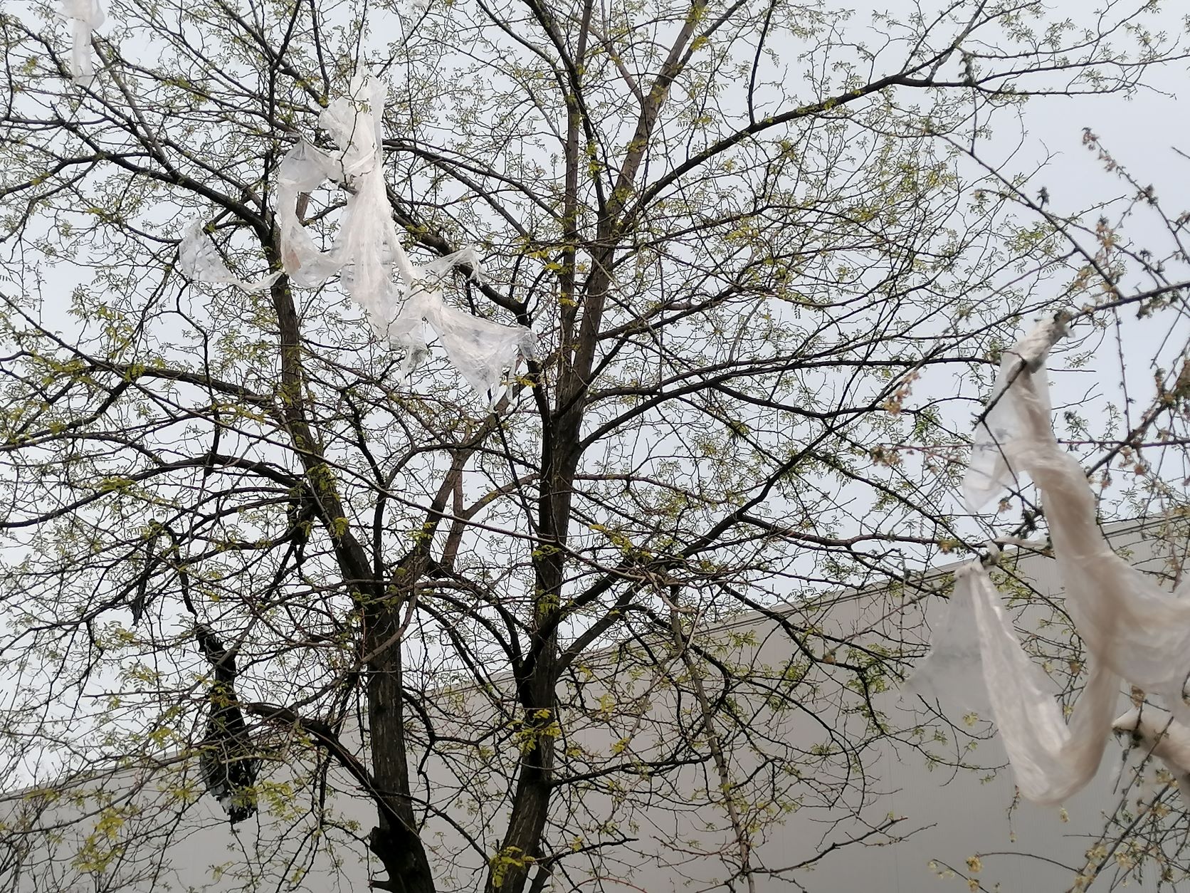 NEVEN ŠANTIĆ FOTKE SMEĆA Škurinje 1