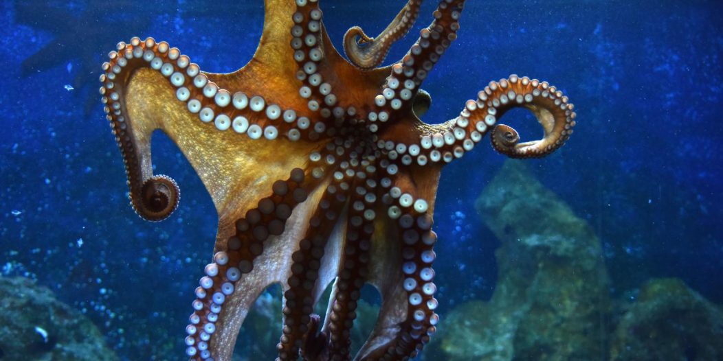 Aquarium u Puli