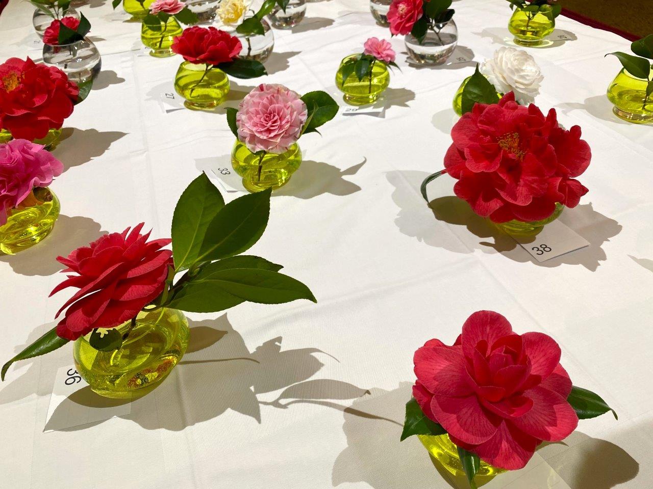 kamelija opatija 2022 fejs 11 kamelija opatija 2022 fejs 11