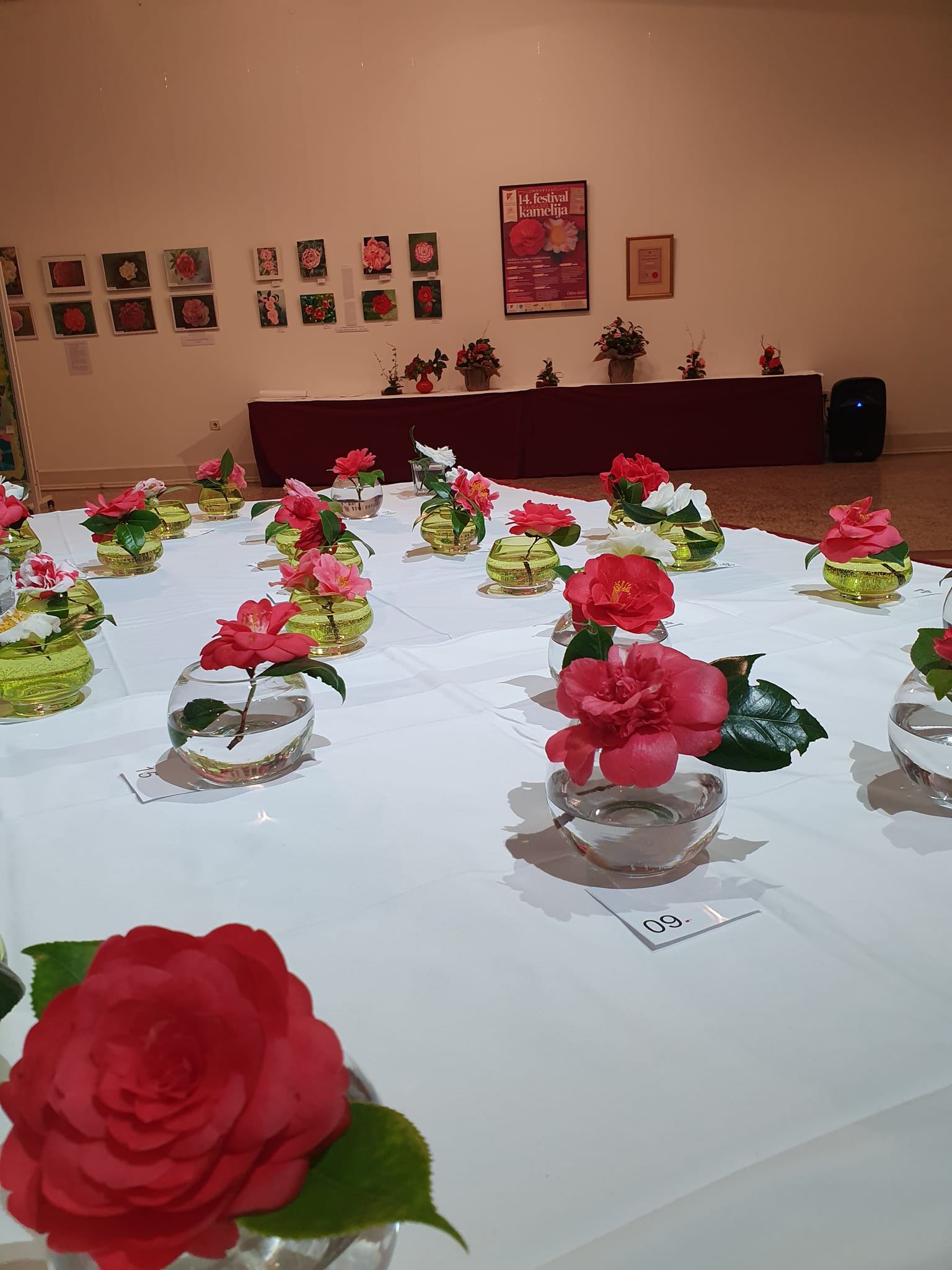 kamelija opatija 2022 fejs 12 kamelija opatija 2022 fejs 12