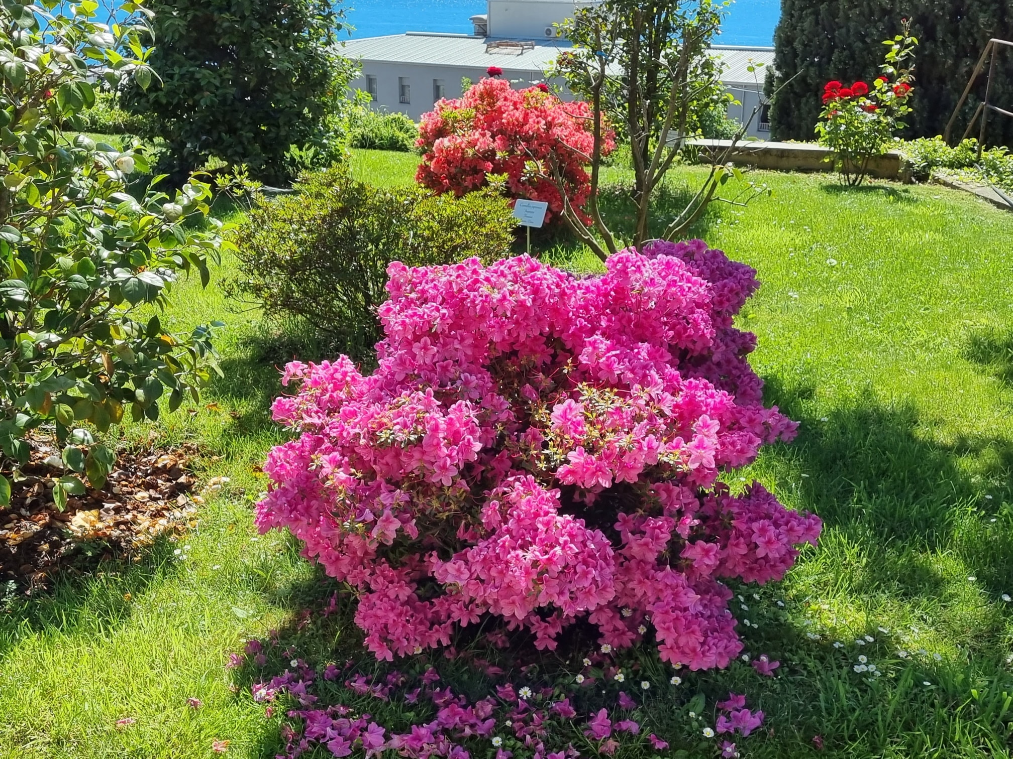 kamelija opatija 2022 fejs 15 kamelija opatija 2022 fejs 15