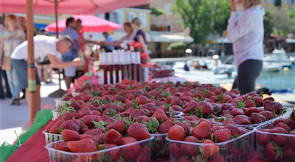 selce FESTIVAL JAGODA