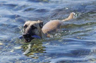 Rijeka: Psi beskrajno uživaju na psećoj plaži na Kantridi