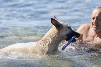 Rijeka: Psi beskrajno uživaju na psećoj plaži na Kantridi