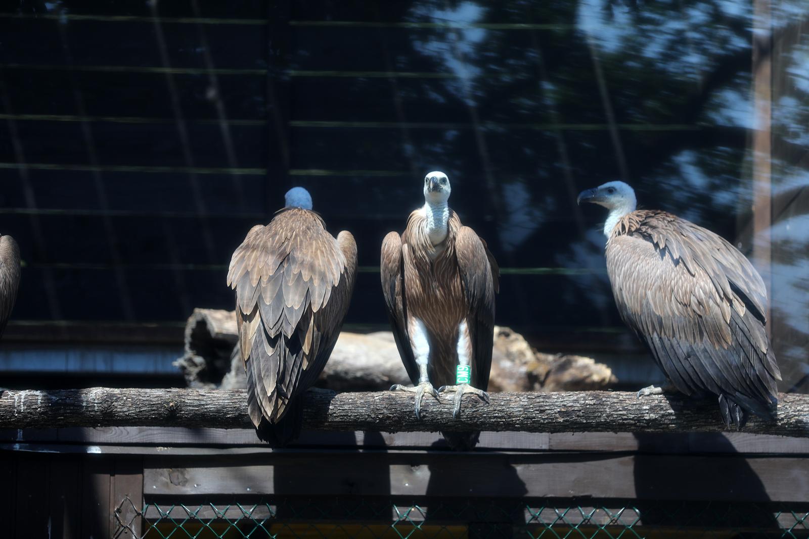 Na Cresu je svečano otvorena novouređena “bolnica” za supove Na Cresu je svečano otvorena novouređena “bolnica” za supove