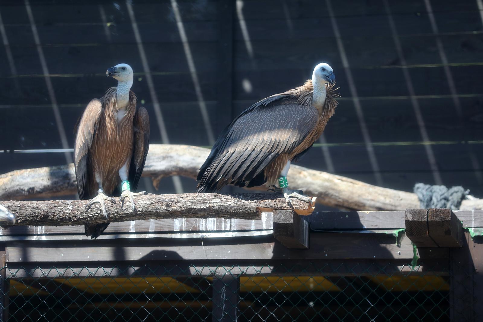 Na Cresu je svečano otvorena novouređena “bolnica” za supove Na Cresu je svečano otvorena novouređena “bolnica” za supove