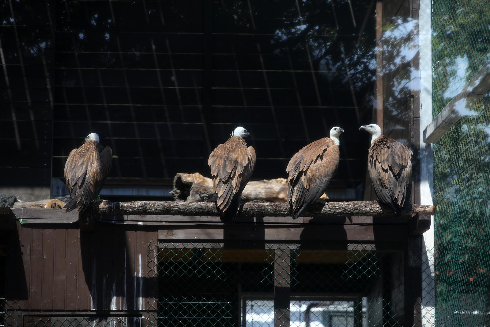 Na Cresu je svečano otvorena novouređena “bolnica” za supove Na Cresu je svečano otvorena novouređena “bolnica” za supove