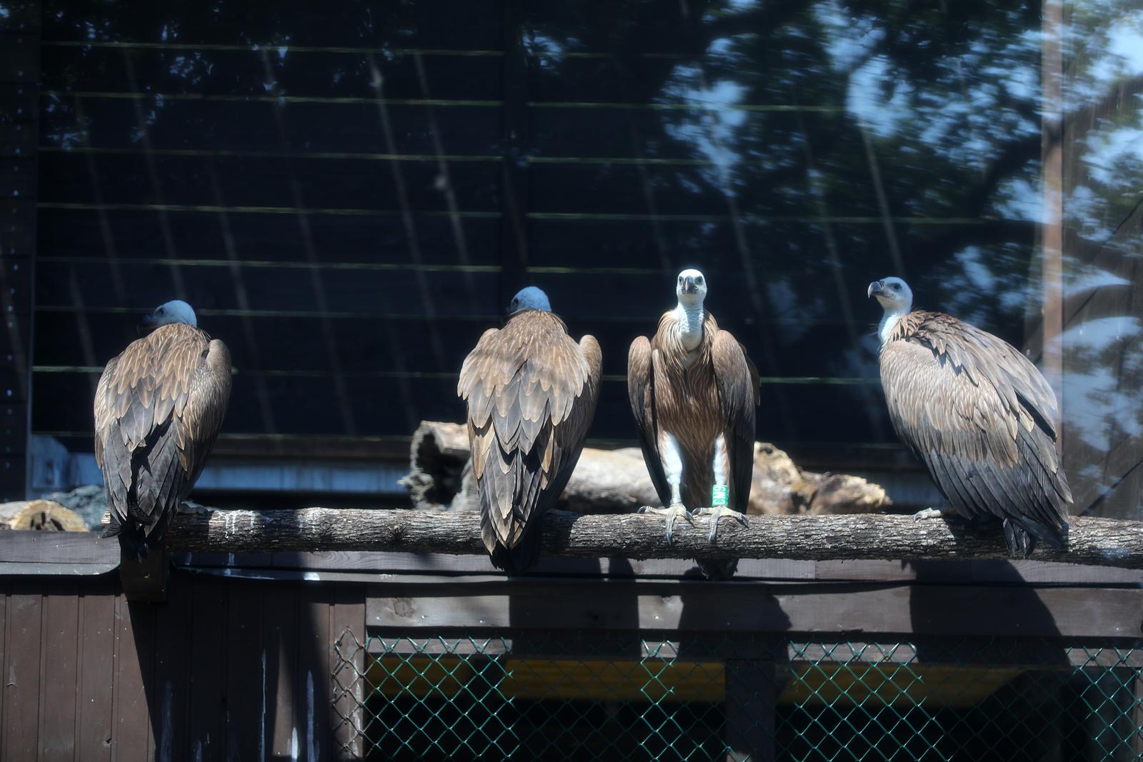 Na Cresu je svečano otvorena novouređena “bolnica” za supove Na Cresu je svečano otvorena novouređena “bolnica” za supove