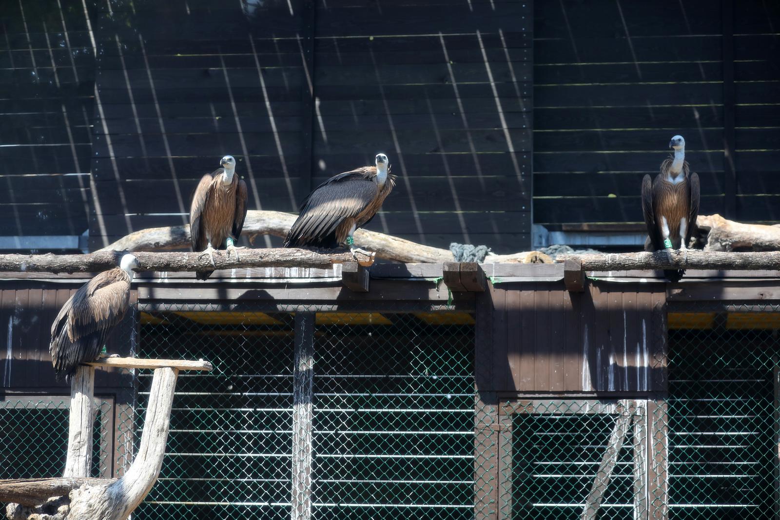 Na Cresu je svečano otvorena novouređena “bolnica” za supove Na Cresu je svečano otvorena novouređena “bolnica” za supove