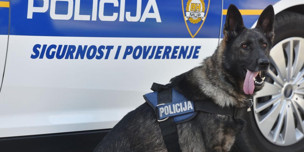 Šibenik: Policijski pas za detekciju droga, ovčarka Aria uspješna je u pronalasku narkotika Šibenik: Policijski pas za detekciju droga, ovčarka Aria uspješna je u pronalasku narkotika
