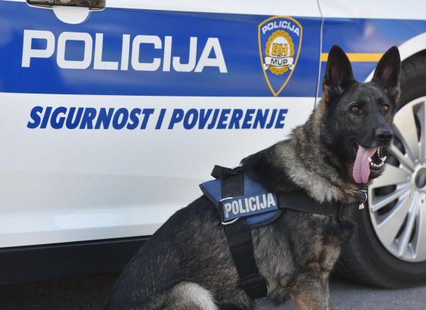 Šibenik: Policijski pas za detekciju droga, ovčarka Aria uspješna je u pronalasku narkotika Šibenik: Policijski pas za detekciju droga, ovčarka Aria uspješna je u pronalasku narkotika