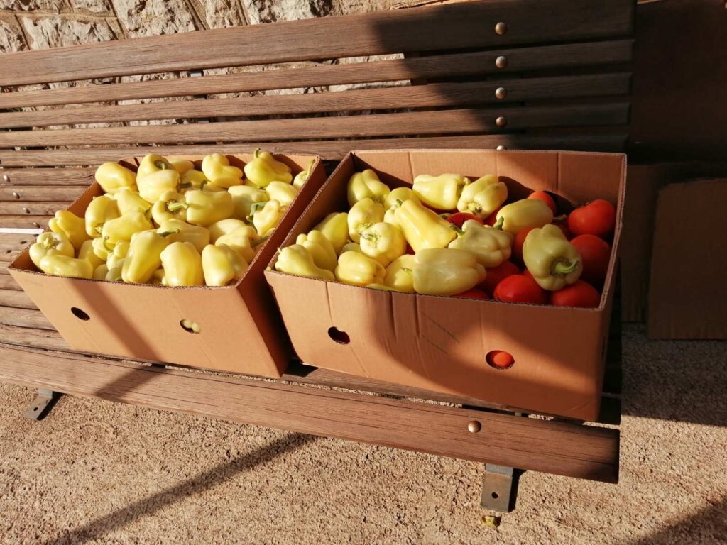 kostrena egoregija darivanje (3)