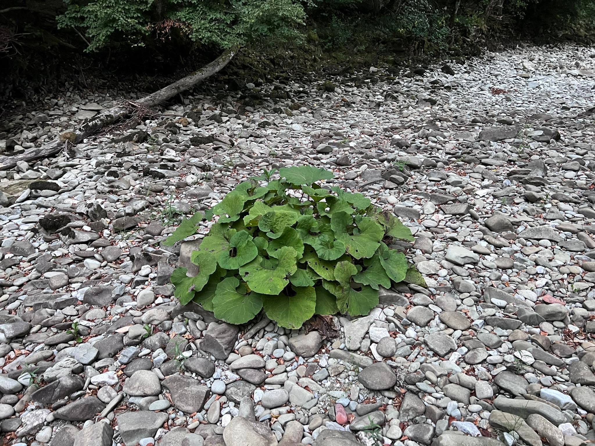 Rječina bez vode 060922 111 Rječina bez vode 060922 111