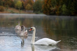 Labuđa obitelj na Lokvarskom  jezeru u Gorskom kotaru