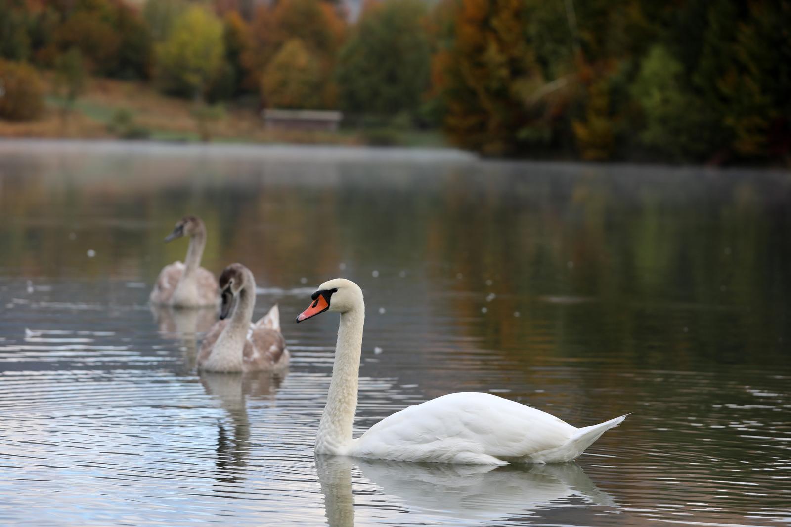 Labuđa obitelj na Lokvarskom  jezeru u Gorskom kotaru