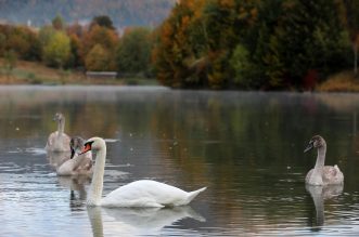 Labuđa obitelj na Lokvarskom  jezeru u Gorskom kotaru