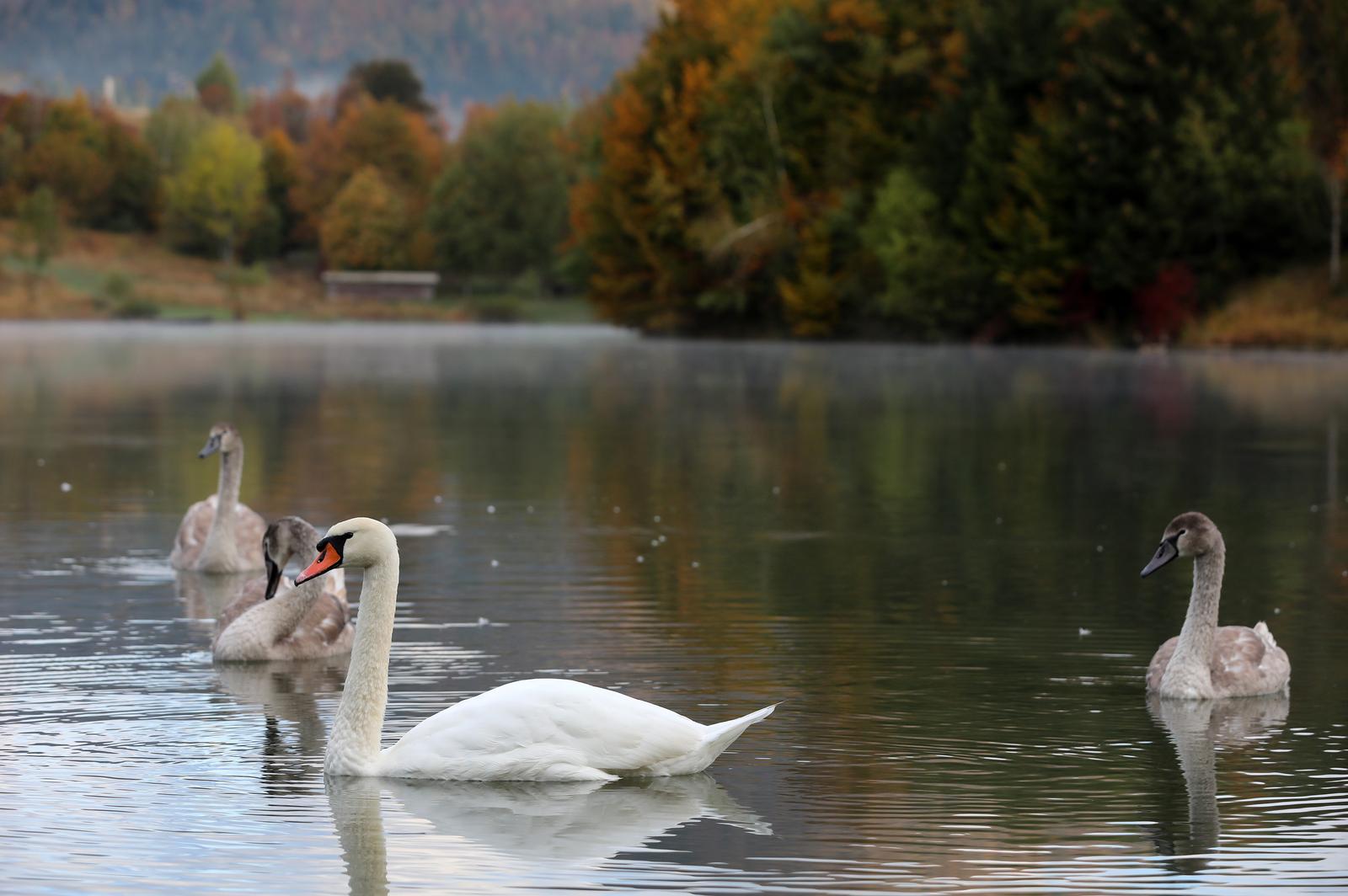 Labuđa obitelj na Lokvarskom  jezeru u Gorskom kotaru