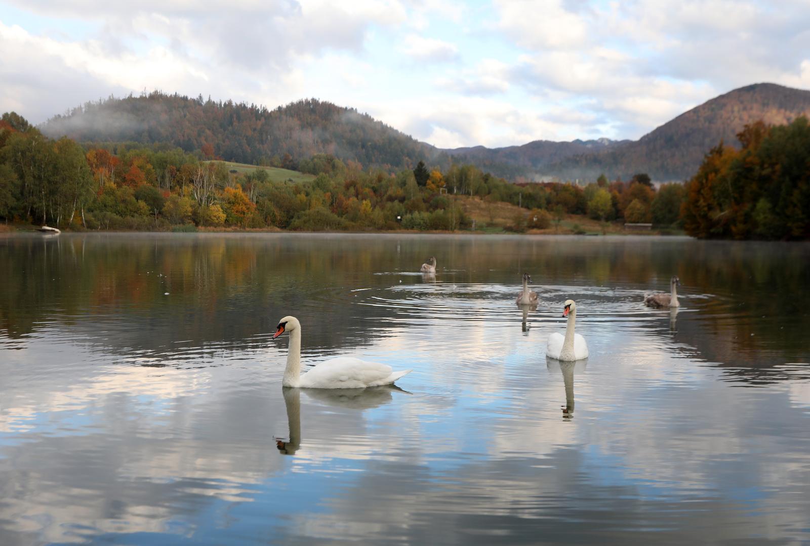 Labuđa obitelj na Lokvarskom  jezeru u Gorskom kotaru