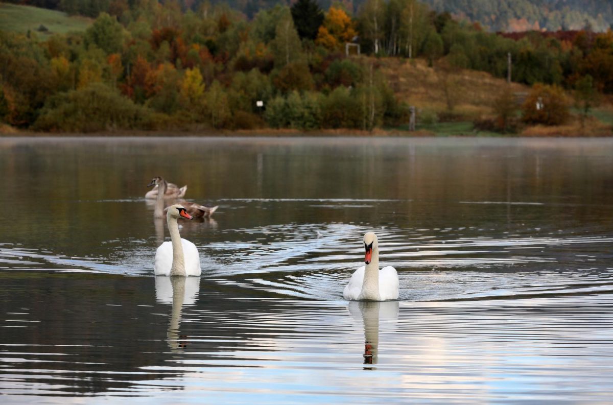 Labuđa obitelj na Lokvarskom  jezeru u Gorskom kotaru