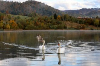 Labuđa obitelj na Lokvarskom  jezeru u Gorskom kotaru