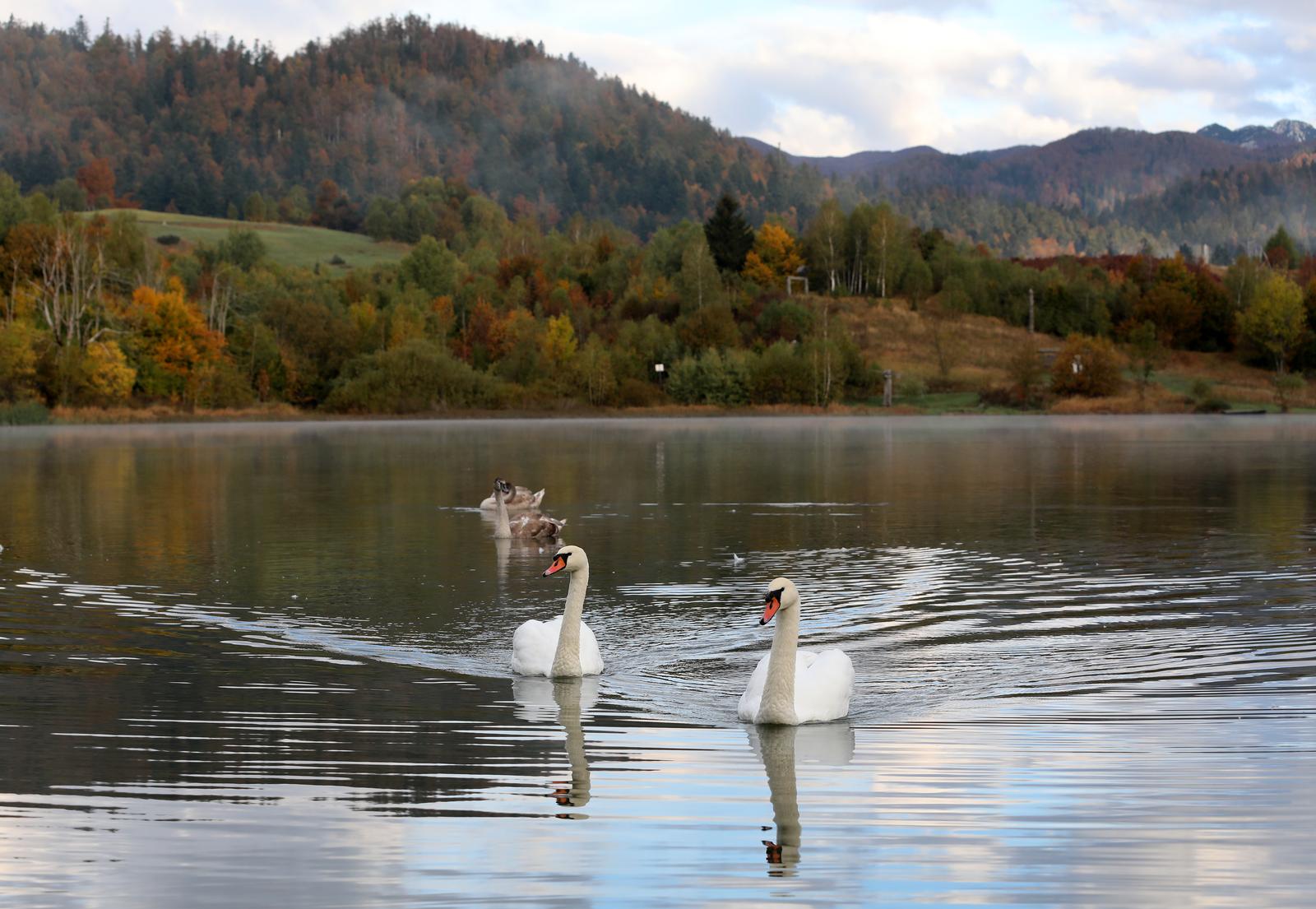 Labuđa obitelj na Lokvarskom  jezeru u Gorskom kotaru