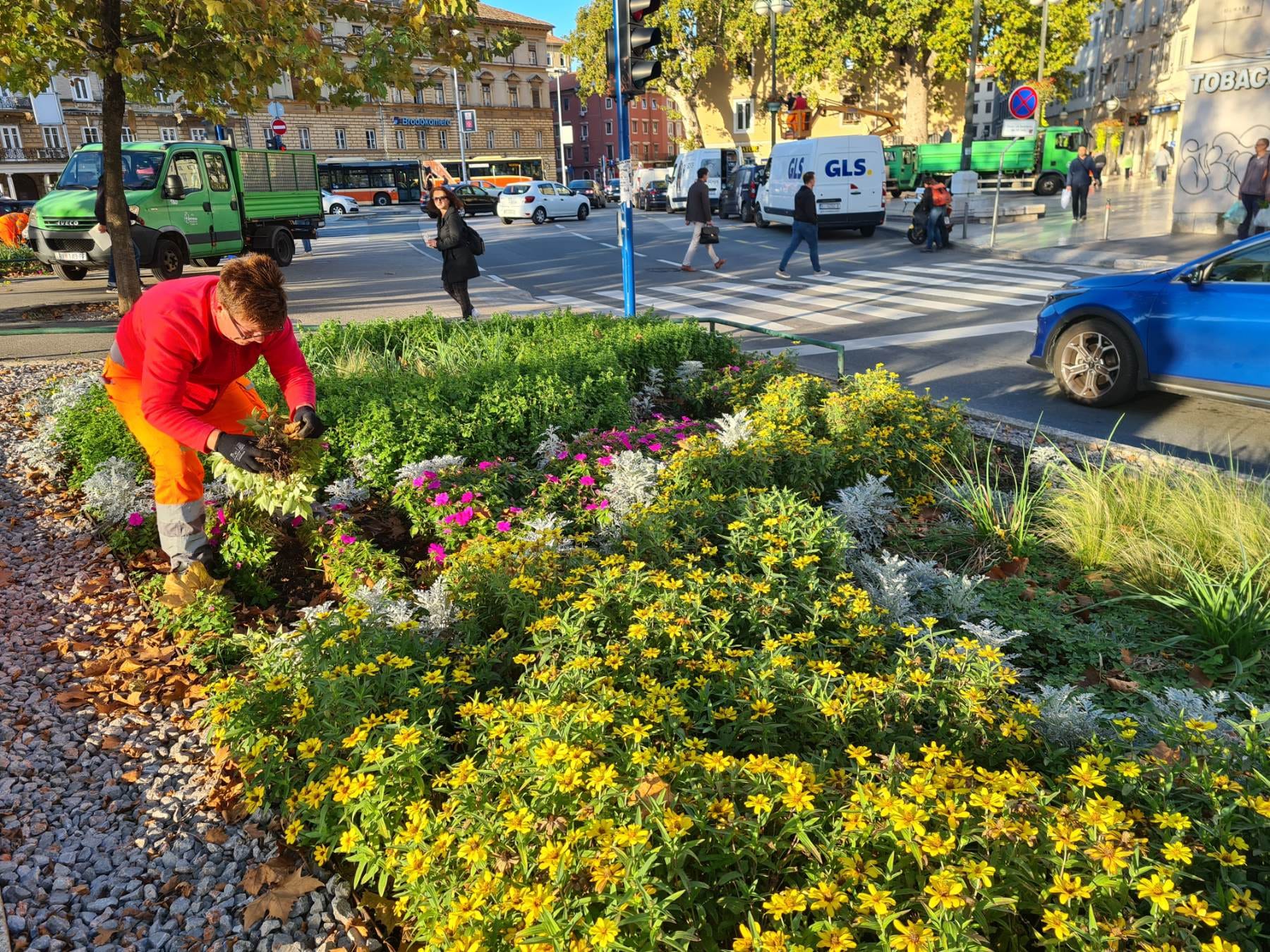 sadnice gredice 051022 12