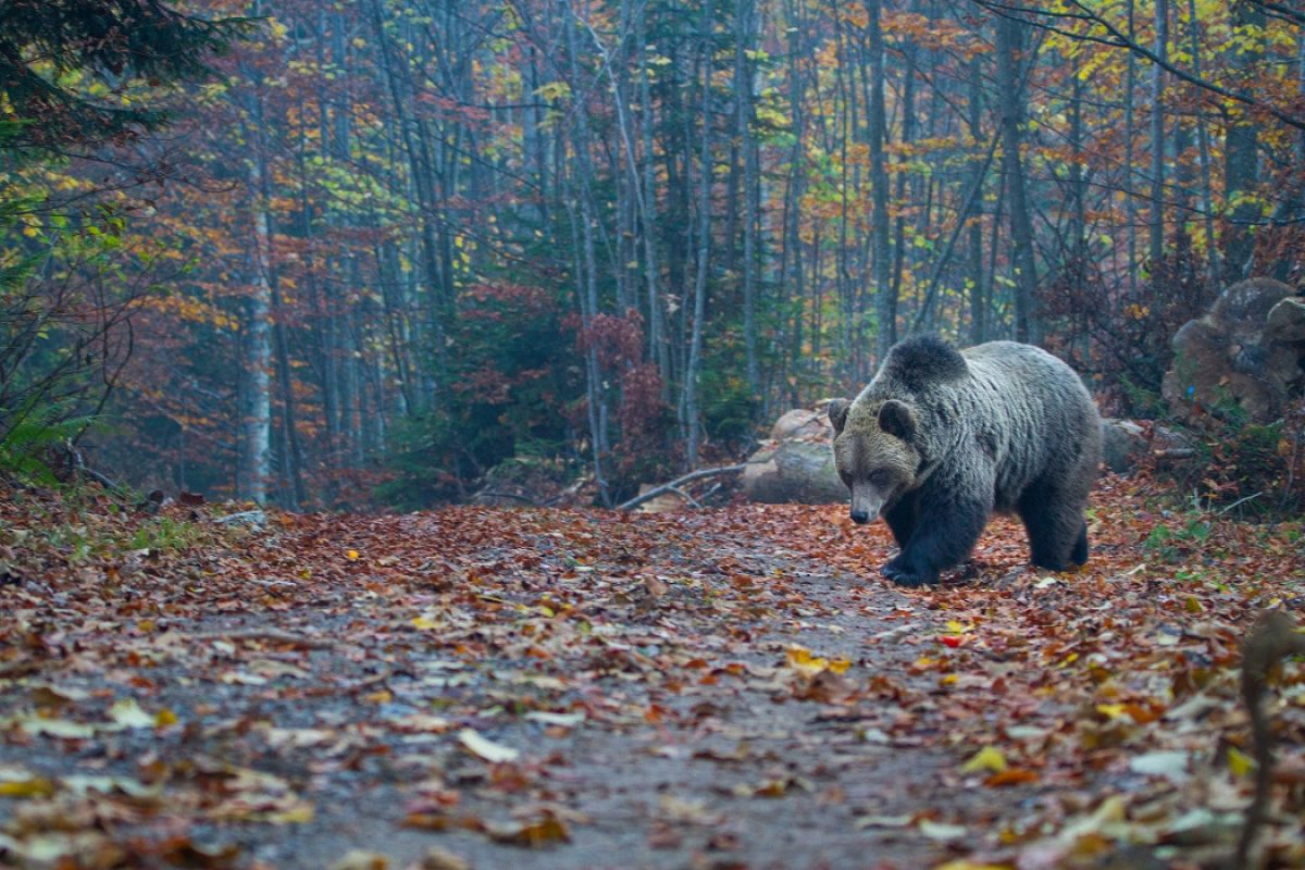 Medvjed (foto Marko Matešić)