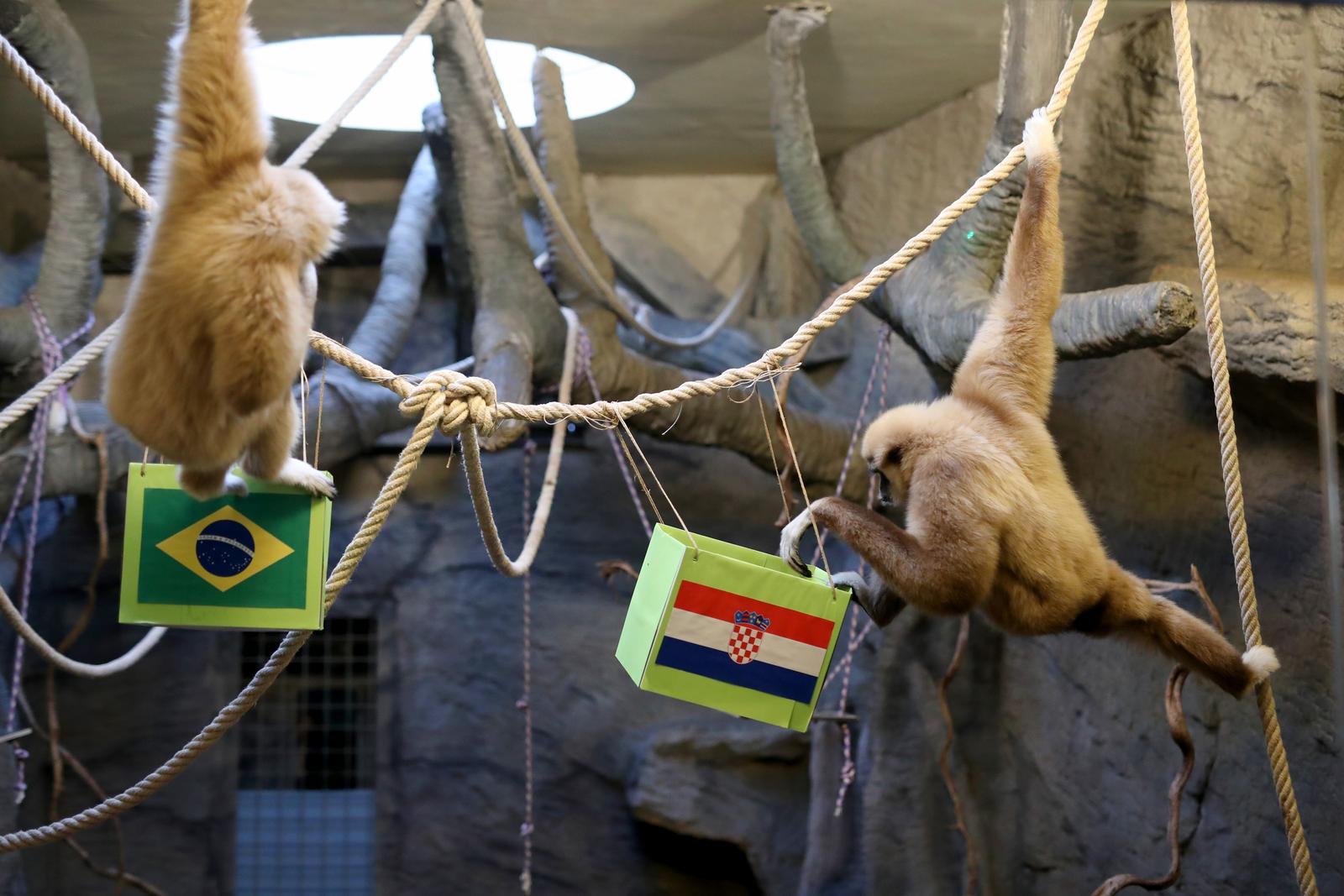 Zagreb: Gibon Kent odabrao Hrvatsku kao pobjednika u utakmici s Brazilom