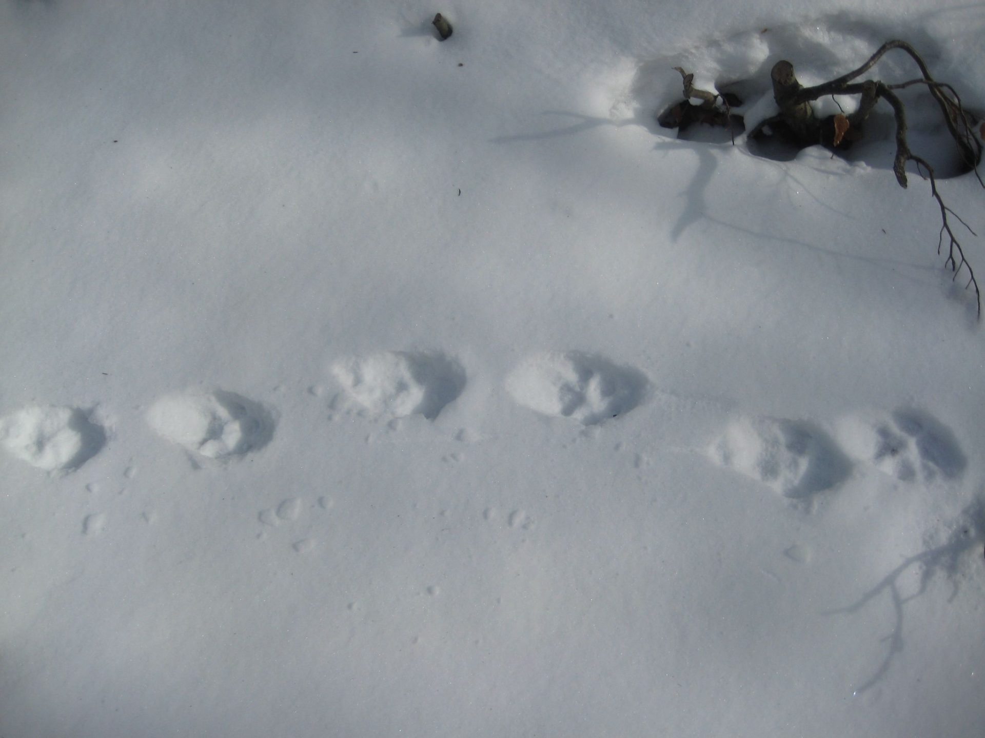 Trag risa (foto Arhiva JU Prirode)