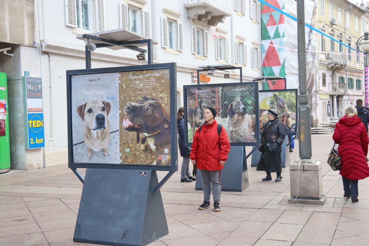 Izložba-Udomi-pravu-ljubav-4 Izložba-Udomi-pravu-ljubav-4