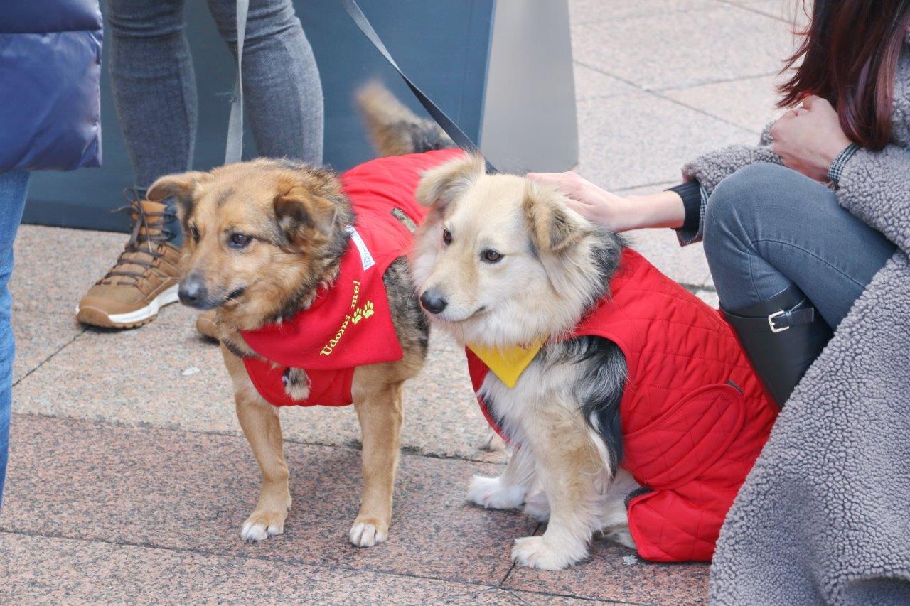 Izložba-Udomi-pravu-ljubav-8 Izložba-Udomi-pravu-ljubav-8