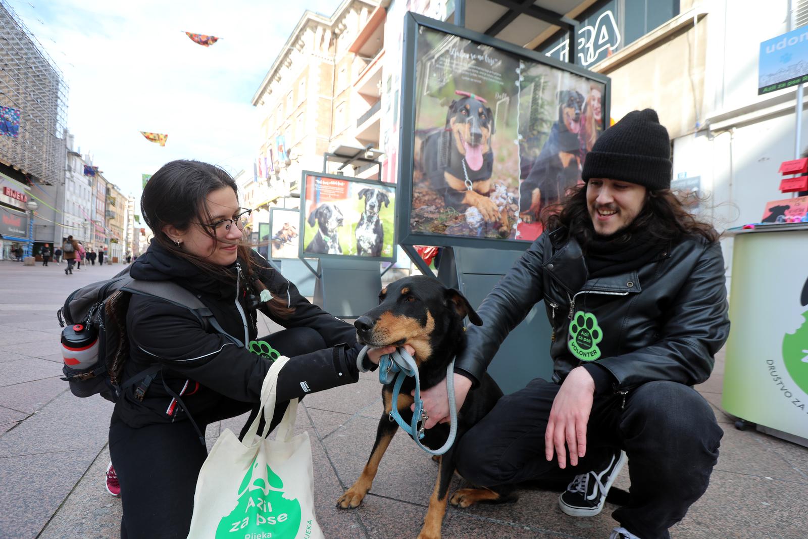 Rijeka: Volonteri riječkog azila na Korzu predstavili pse spremne za udomljavanje Rijeka: Volonteri riječkog azila na Korzu predstavili pse spremne za udomljavanje