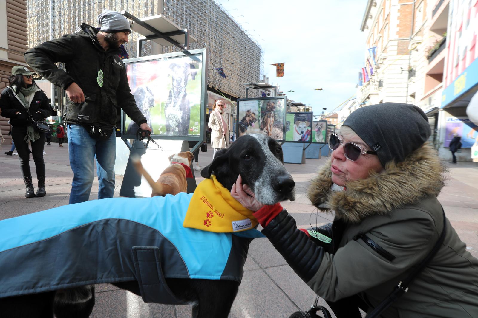 Rijeka: Volonteri riječkog azila na Korzu predstavili pse spremne za udomljavanje Rijeka: Volonteri riječkog azila na Korzu predstavili pse spremne za udomljavanje