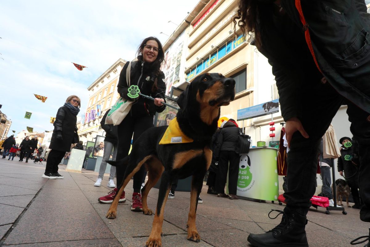 Rijeka: Volonteri riječkog azila na Korzu predstavili pse spremne za udomljavanje