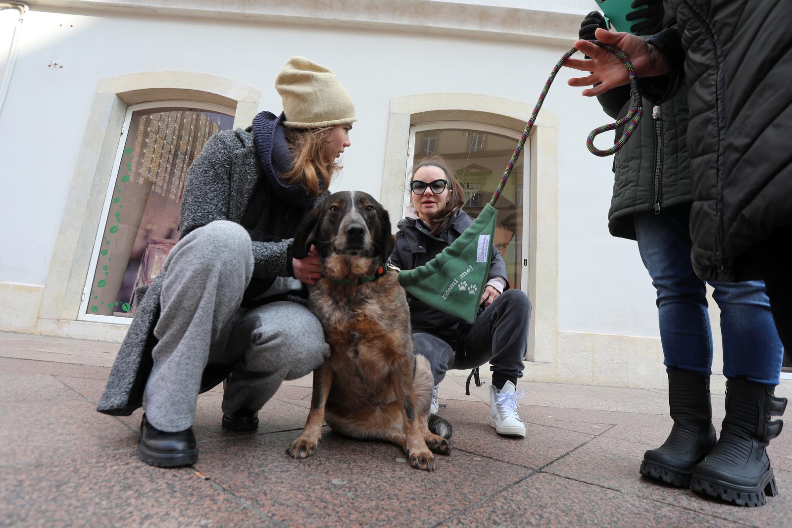 Rijeka: Volonteri riječkog azila na Korzu predstavili pse spremne za udomljavanje Rijeka: Volonteri riječkog azila na Korzu predstavili pse spremne za udomljavanje