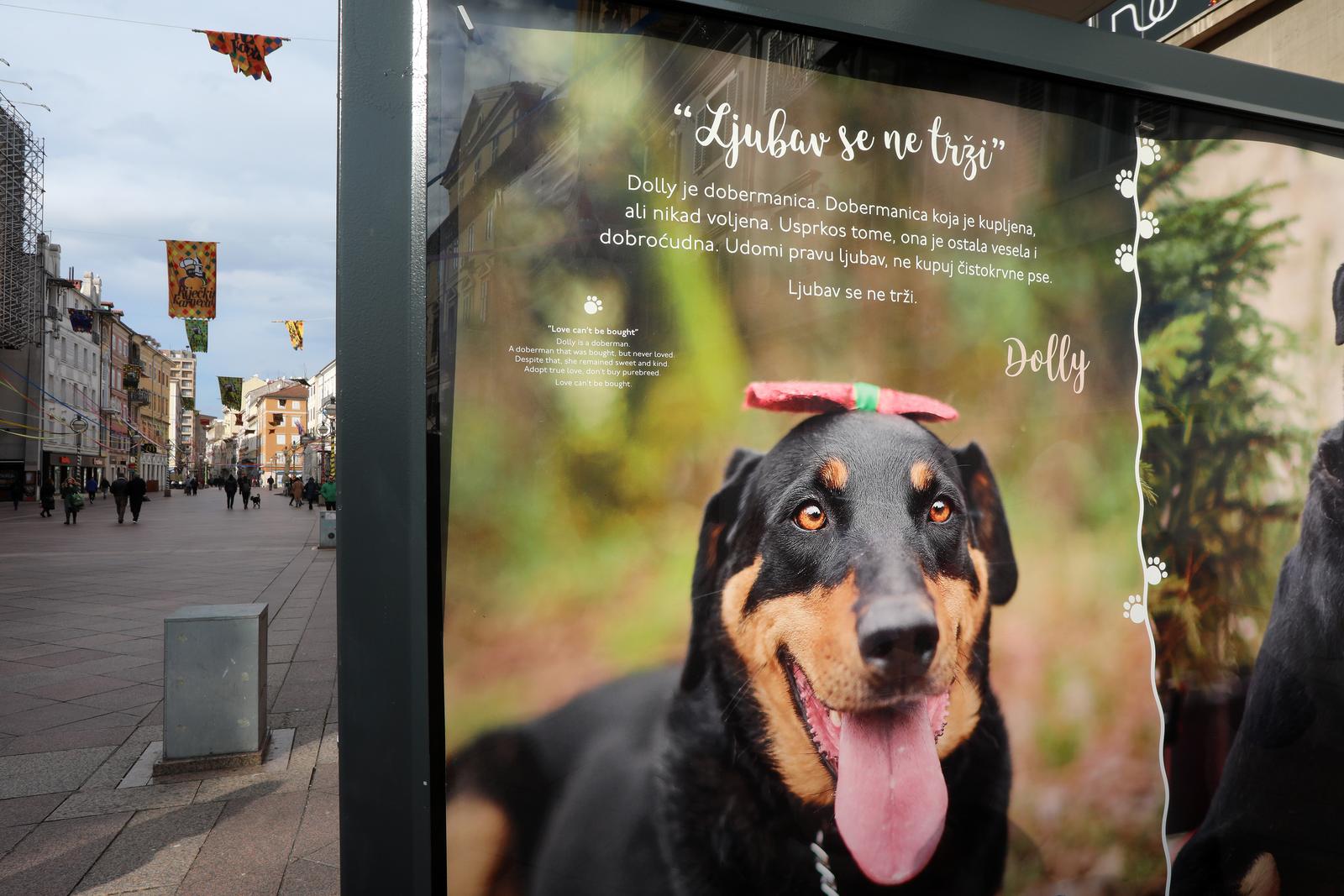 Rijeka: Volonteri riječkog azila na Korzu predstavili pse spremne za udomljavanje Rijeka: Volonteri riječkog azila na Korzu predstavili pse spremne za udomljavanje