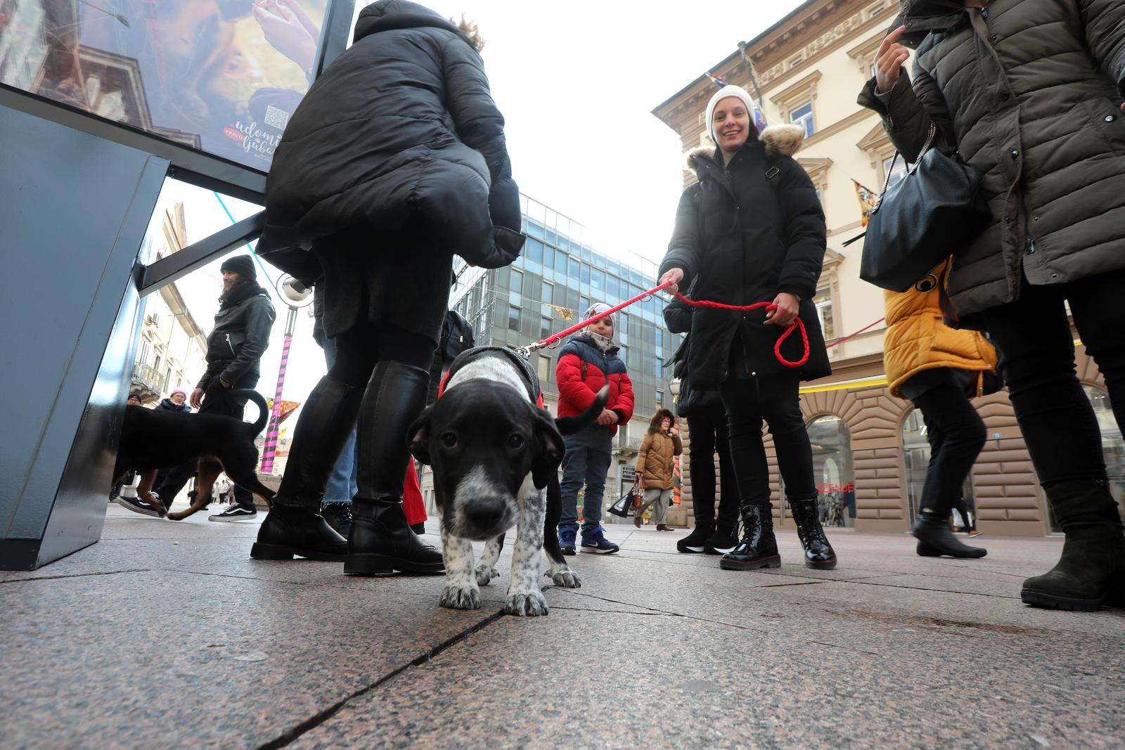 Rijeka: Volonteri riječkog azila na Korzu predstavili pse spremne za udomljavanje Rijeka: Volonteri riječkog azila na Korzu predstavili pse spremne za udomljavanje