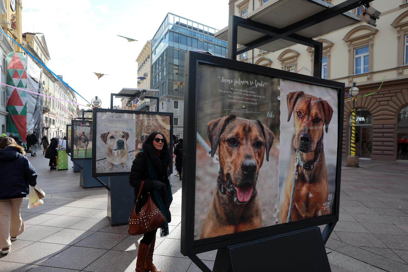 Rijeka: Volonteri riječkog azila na Korzu predstavili pse spremne za udomljavanje Rijeka: Volonteri riječkog azila na Korzu predstavili pse spremne za udomljavanje